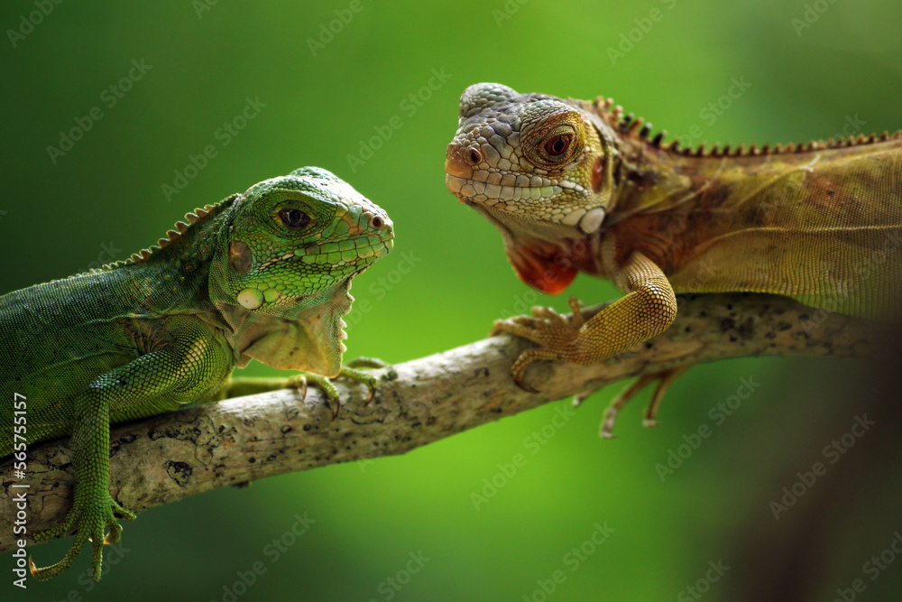 Fototapeta premium two iguanas facing each other