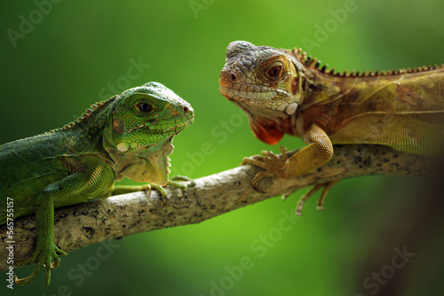 two iguanas facing each other