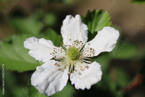 White flower