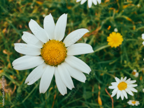 Summer meadow  green grass field and a daisy flower in warm sunlight  nature background concept  soft focus  warm pastel tones