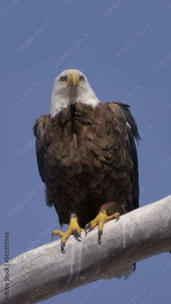 Vertical Video Bald Eagle Perched and Looking Around Vertical Video Bald Eagle Perched and Looking Around
