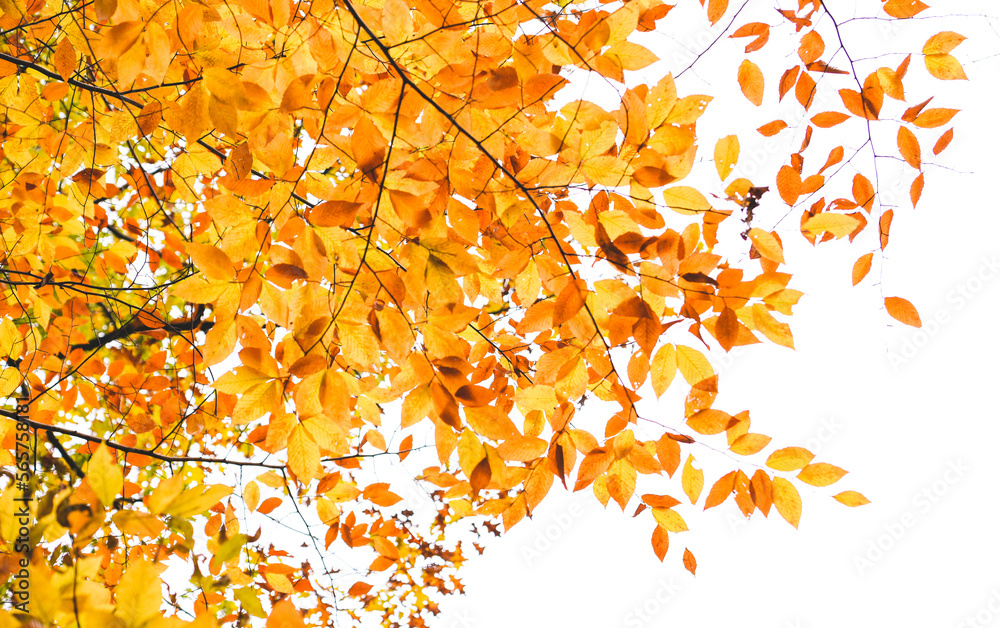 © Cavan Images - Looking up at golden autumn leaves on a tree branch