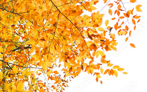 Looking up at golden autumn leaves on a tree branch photo