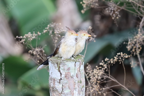 Anu-branco
Guira Cuckoo
Guira guira photo