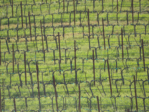 Grape vines in early spring at a winery near Paso Robles, California photo