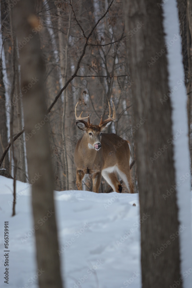 Fototapeta premium Deer