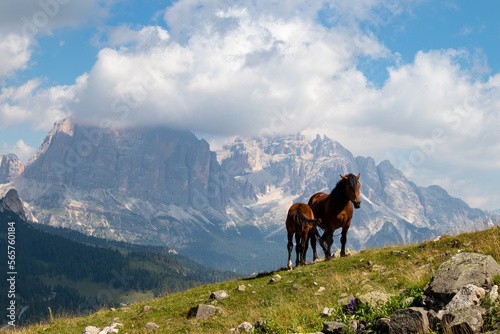 Horses in the Italian Dolomites