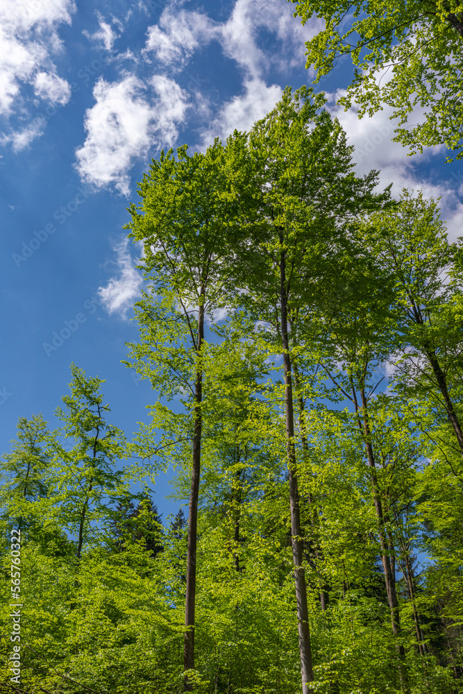 a view up into the tree top direction sky with blue cloudy sky a view up into the tree top direction sky with blue cloudy sky