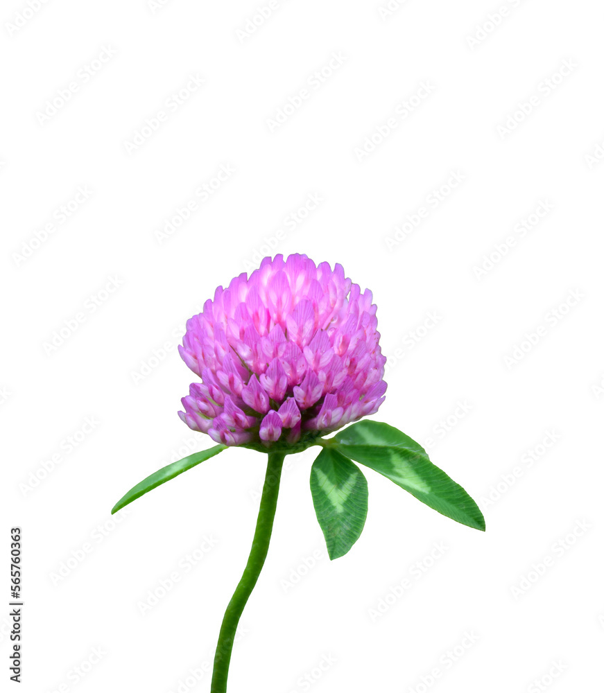 Pink clover flower isolated cutout
