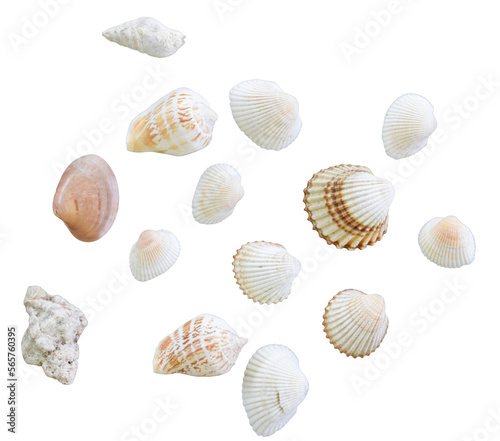 Sea shells. Various shapes. Isolated on white background.