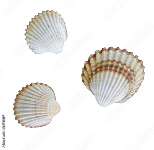 Sea shells. Various shapes. Isolated on white background.