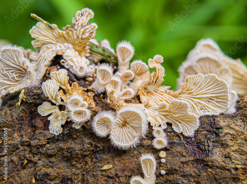 Schizophyllum commune or Splitgill mushroom , this mushroom is shaped like a fan. This fungus can be found in trees or rotten wood