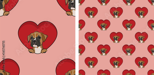 Boxer dog with paws pattern, Valentine's day red heart wallpaper. Love heart with pet head holiday texture. Dog face Holding Heart Cartoon square background. St Valentine's day present paper.
