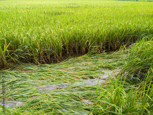 Rice plants in the fields collapsed due to the intensity of heavy rains and strong winds