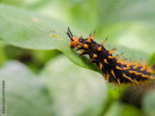 A black orange caterpillar crawling on a leaf © JOWO PARALON AS