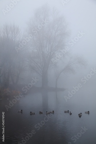 Autumn fog on the pond in the park