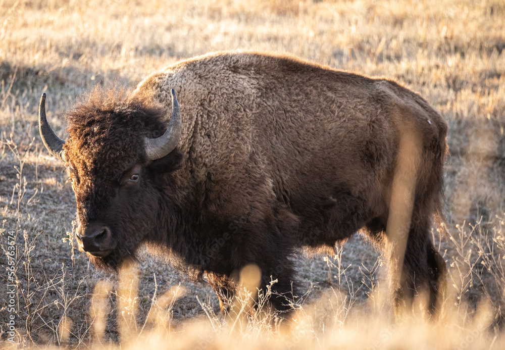buffalo in the field buffalo in the field