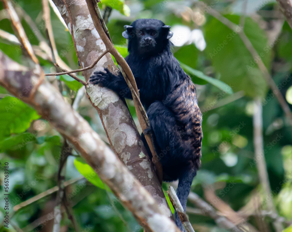Small amazonian monkey looking for food Small amazonian monkey looking for food