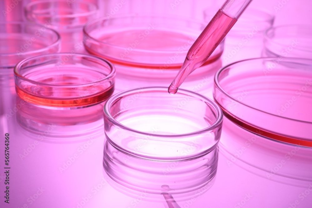 Dripping reagent into Petri dish with sample on table, toned in pink Dripping reagent into Petri dish with sample on table, toned in pink