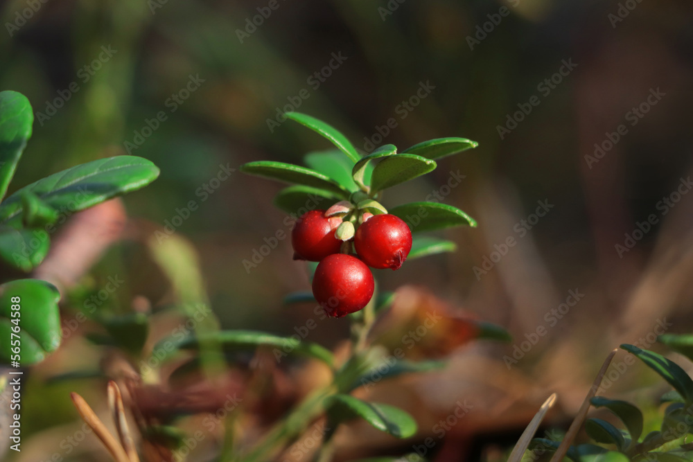 Obraz premium Tasty ripe lingonberries growing on sprig outdoors