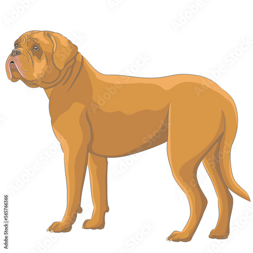 Yellow Dogue de Bordeaux isolated on white background.