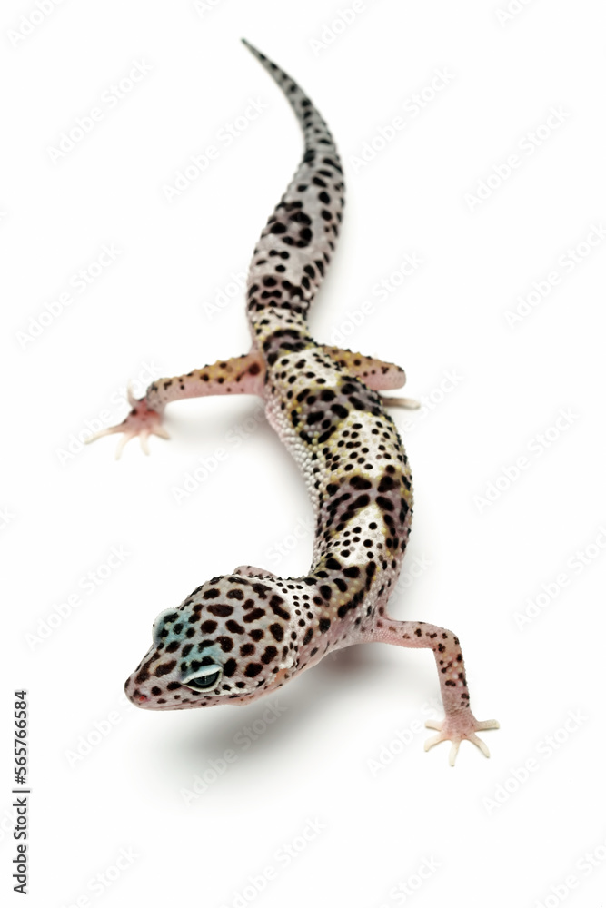 Naklejka premium Leopard gecko lizard isolated on white background, reptile with beautiful skin, sunglow leopard gecko, eublepharis macularius, animals close up