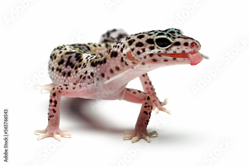 Leopard gecko lizard isolated on white background, reptile with beautiful skin, sunglow leopard gecko, eublepharis macularius, animals close up