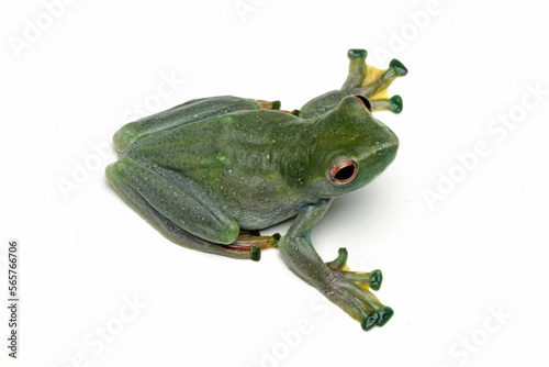 Jade tree frog isolated on white background, Rhacophorus dulitensis, animal closeup