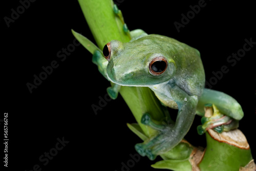 Jade tree frog sitting on branch with black background, Rhacophorus dulitensis, animal closeup © Agus Gatam