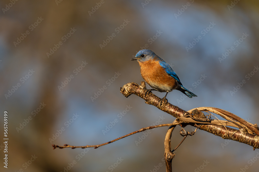 Bluebird Perched on Tree Branch Bluebird Perched on Tree Branch