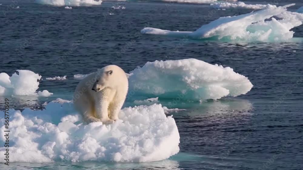Close-up of an adult polar bear sitting on an iceberg on a sunset day.
