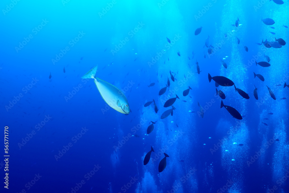 Fototapeta premium flock of fish diving bubbles blue background abstract nature