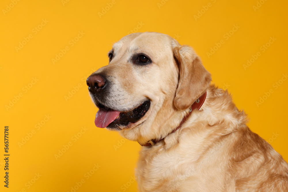 Cute Labrador Retriever in dog collar on orange background. Space for text