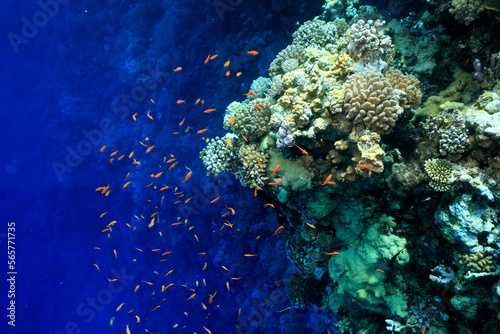 Fototapeta Naklejka Na Ścianę i Meble -  small fish on a coral reef underwater wildlife