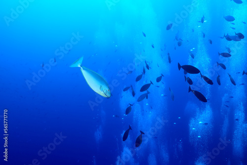 flock of fish diving bubbles blue background abstract nature