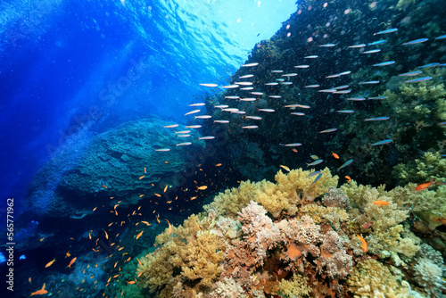 Fototapeta Naklejka Na Ścianę i Meble -  panorama coral reef underwater landscape seascape