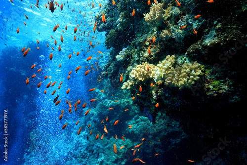 Fototapeta Naklejka Na Ścianę i Meble -  small fish on a coral reef underwater wildlife
