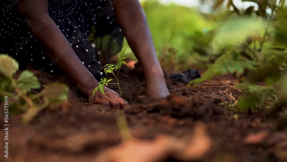 Close-up of an African woman planting a tree in an African forest.
