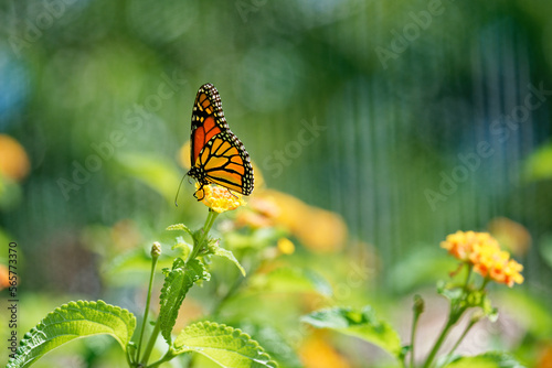 Monarch butterfly resting on plants in sunlight