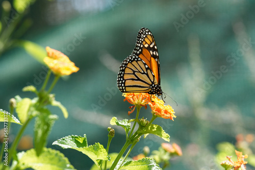 Monarch butterfly resting on plants in sunlight