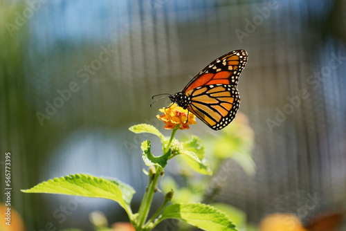 Monarch butterfly resting on plants in sunlight