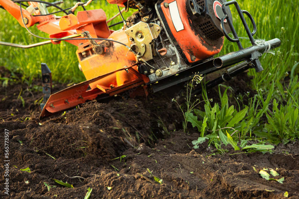 a small agricultural tractor plows the ground, the work of a walk-behind tractor. land treatment for planting. a small agricultural tractor plows the ground, the work of a walk-behind tractor. land treatment for planting.