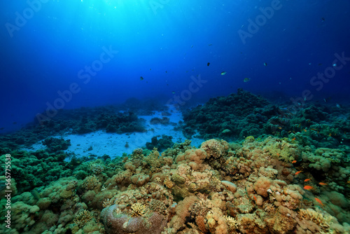 panorama coral reef underwater landscape seascape © kichigin19