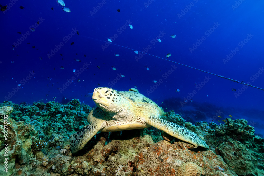 big sea turtle underwater photo, fish clingers, symbiosis ecosystem