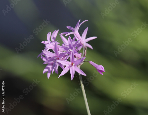 Society garlic (tulbaghia) flower on a plant in a garden photo