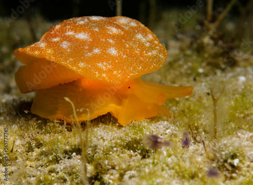 Nudibranch Berthellina citrine from the island of Cyprus 