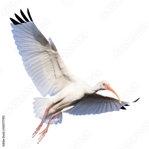 A bird — a white ibis (Eudocimus albus) — in flight with its wings extended. PNG file has bird isolated on transparent background.