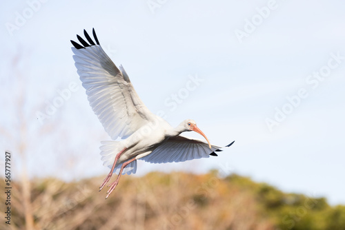 A bird — a white ibis (Eudocimus albus) in flight with its wings extended against a blue sky