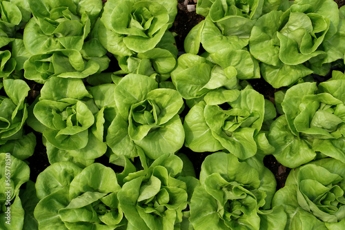 Fresh organic green cos lettuce growing on a natural farm. Photosynthesis salad vegetables growth on the soil in the plantation.