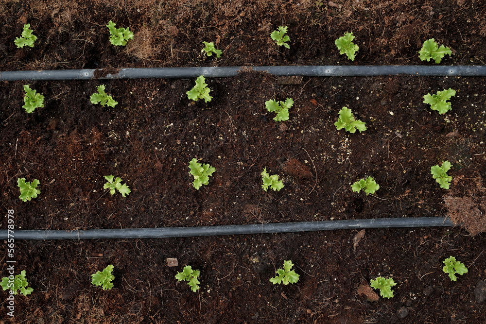 Fresh green lettuce farm, green lettuce for salad and organic food. top view. Fresh green lettuce farm, green lettuce for salad and organic food. top view.